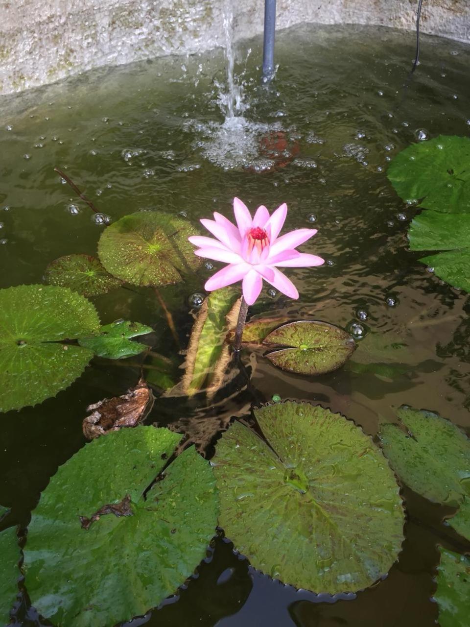 Winsent Villa Unawatuna Dış mekan fotoğraf